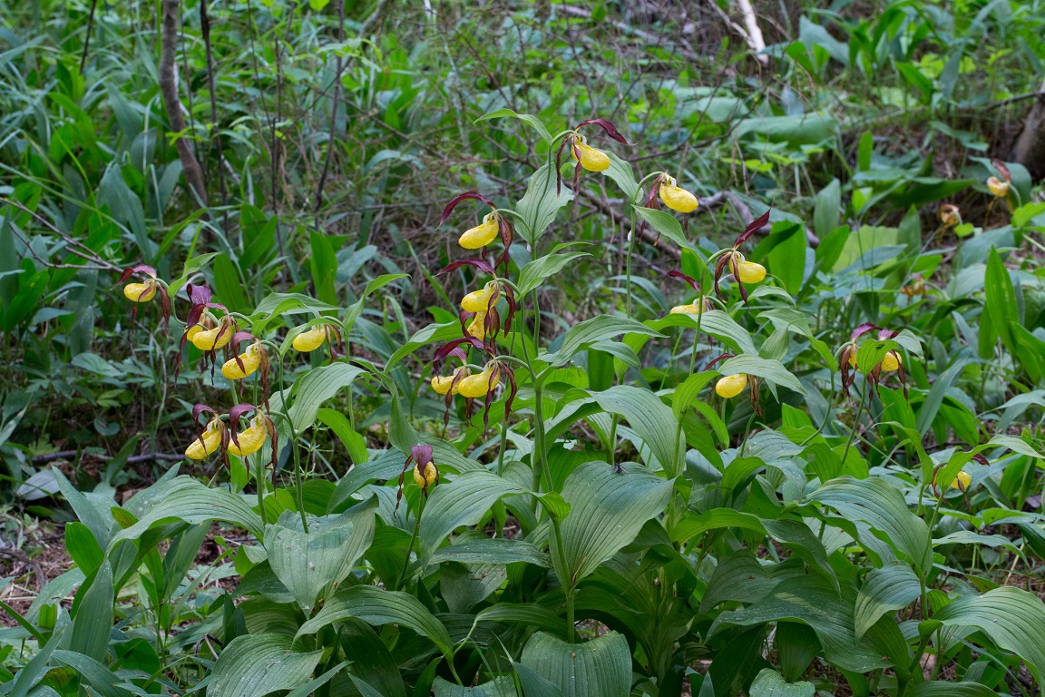 Guckusko, Lady's slipper orchid, Cypripedium calceolus