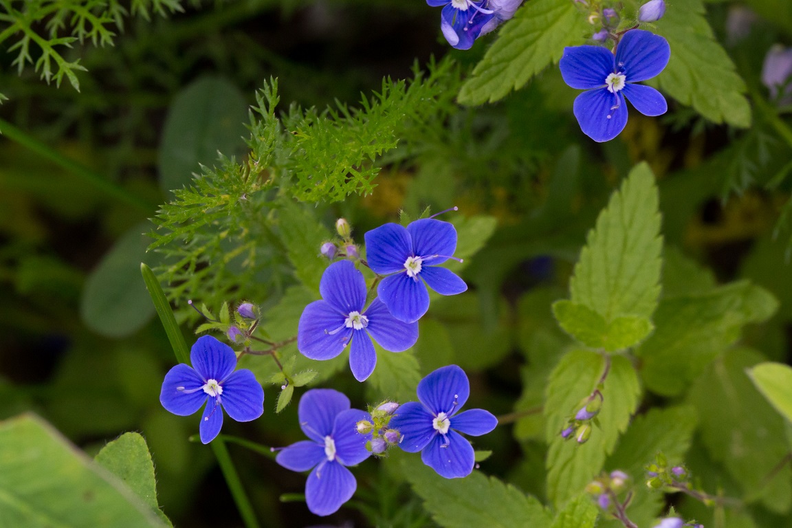 Teveronika, Germander Speedwell, Veronica chamaedrys L.