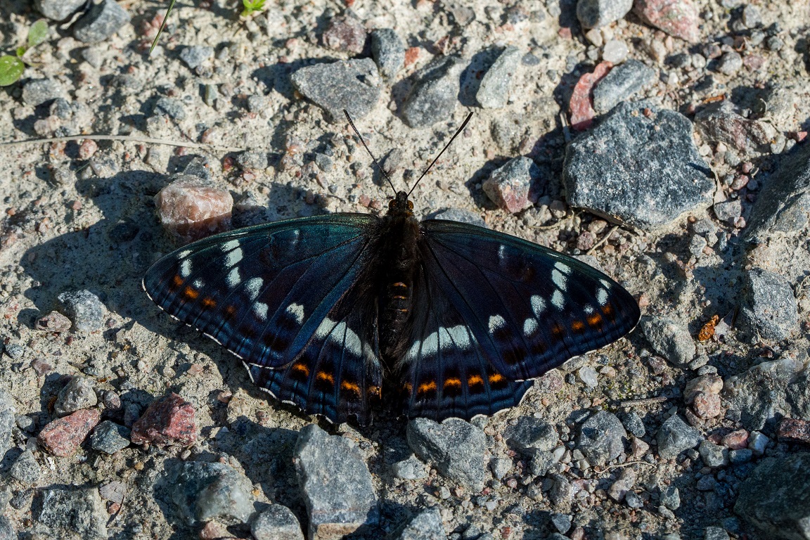 Aspfjäril, Poplar admiral, Limenitis populi