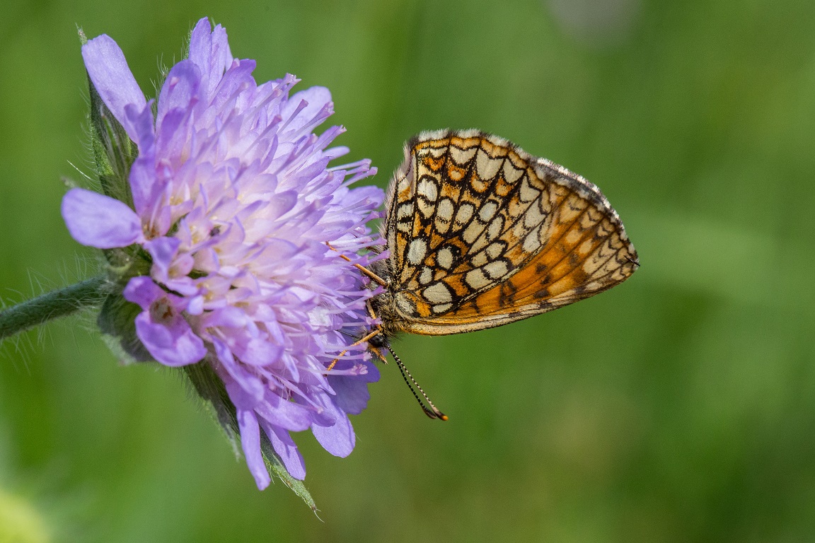 Skogsnätfjäril, Heath Fritillary, Melitaea athalia