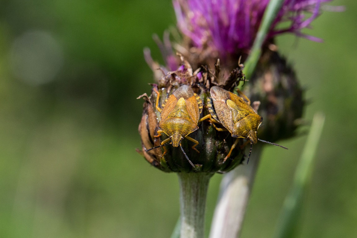 Purpurskinnbagge, Carpocoris purpureipennis