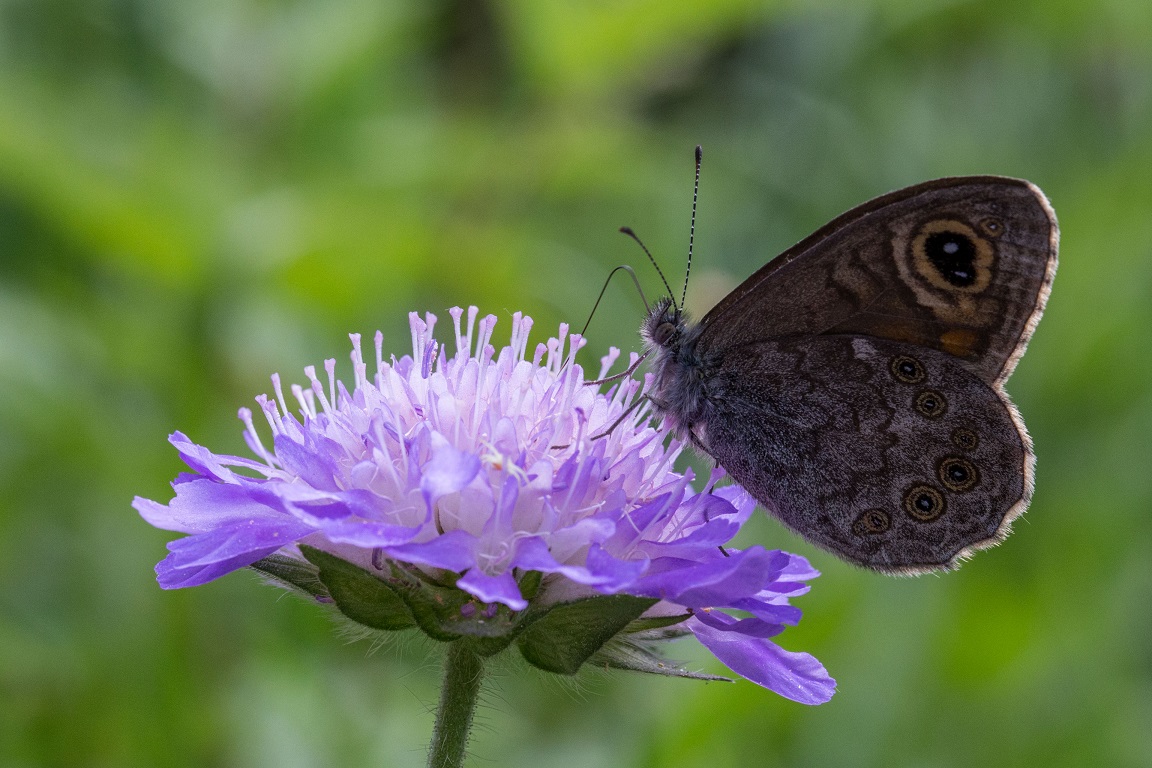 Vitgräsfjäril, The Large Wall Brown, Lasiommata maera