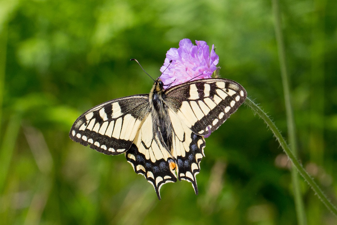 Makaonfjäril, Old World Swallowtail, Papilio machaon