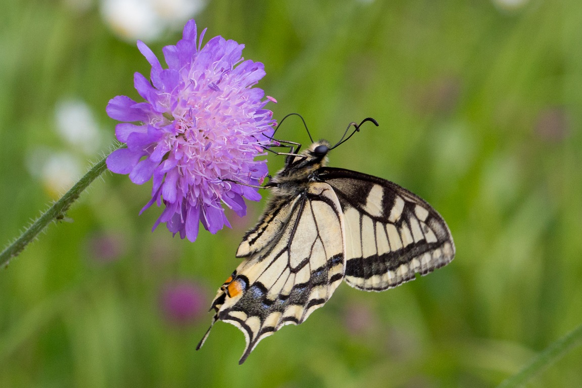 Makaonfjäril, Old World Swallowtail, Papilio machaon