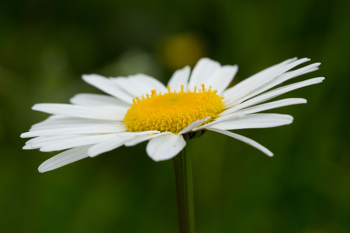 Prästkrage, Ox-eye daisy, Leucanthemum vulgare