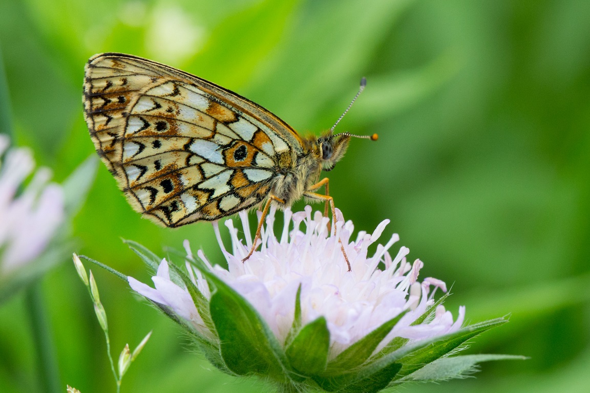 Brunfläckig pärlemorfjäril, Small Pearl-bordered Fritillary, Boloria selene