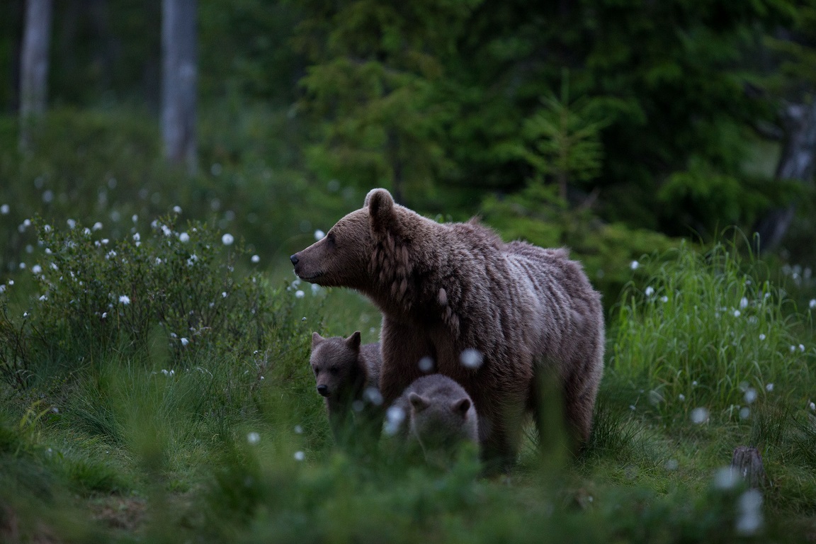 Brunbjörn, Brown bear, Ursus arctos