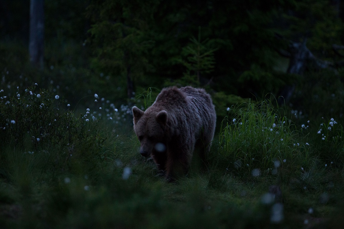 Brunbjörn, Brown bear, Ursus arctos