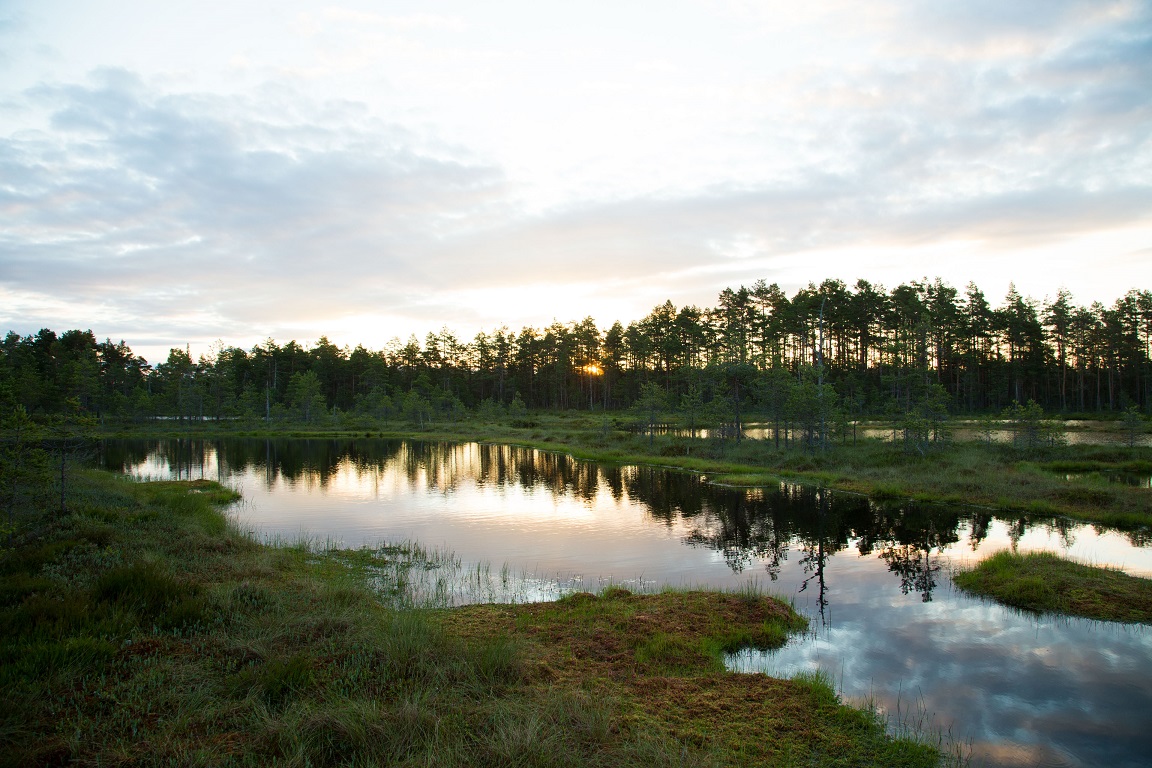 En stilla morgon på mossen