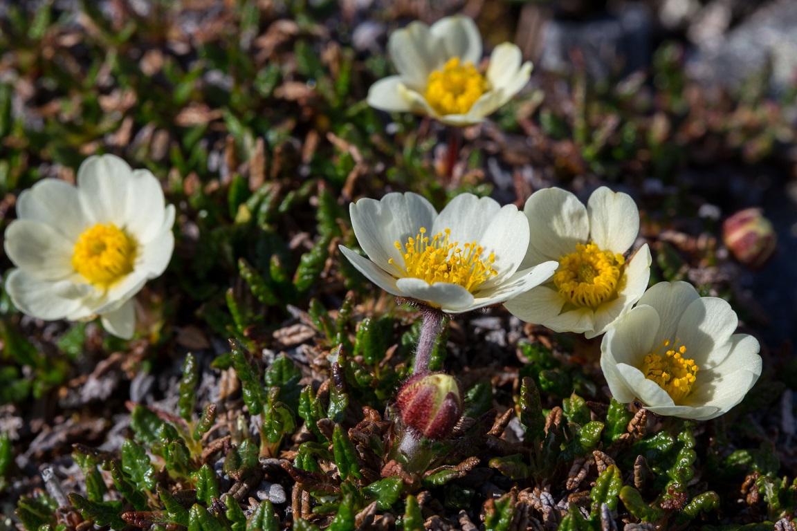 Fjällsippa, Mountain Avens, Dryas octopetala