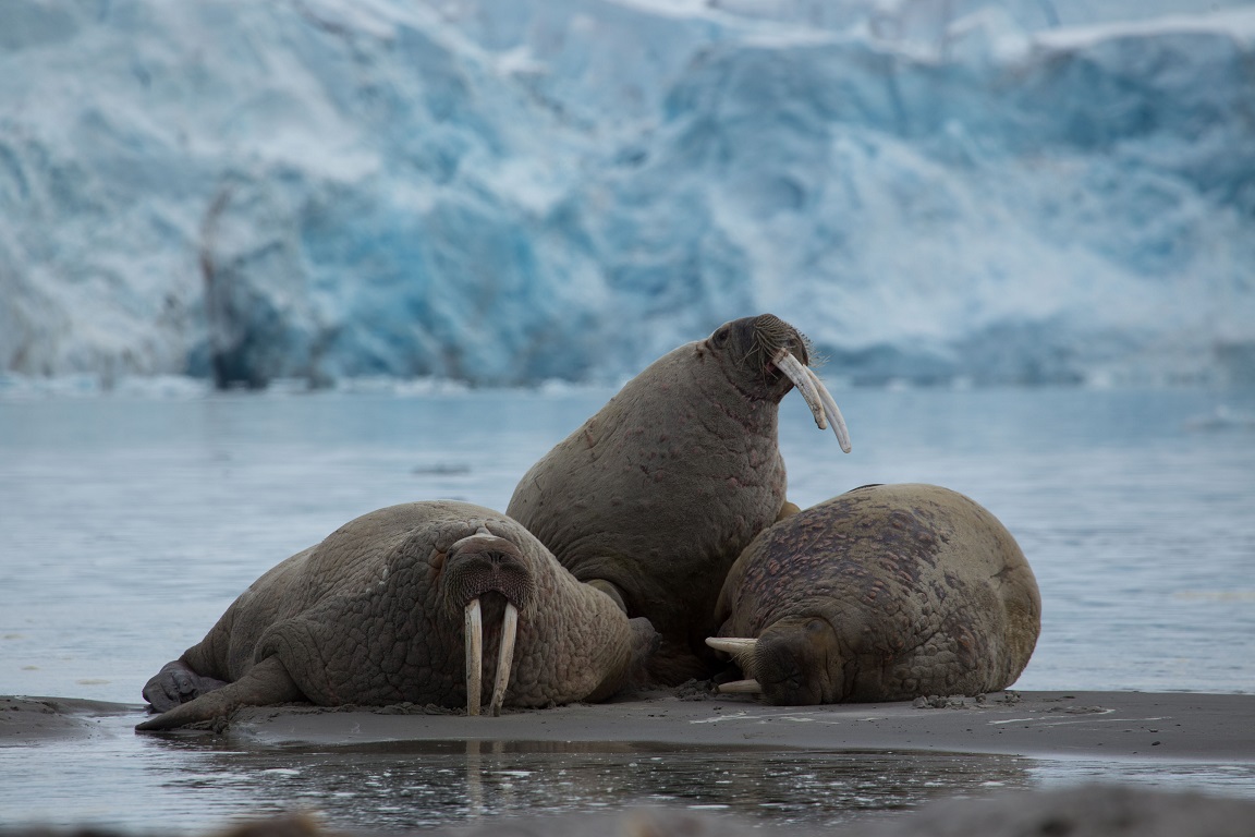 Valross, Walrus, Odobenus rosmarus