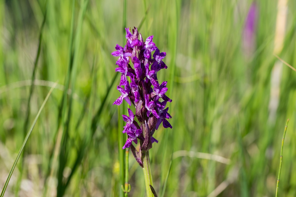 Blodnycklar, Flecked Marsh Orchid, Dactylorhíza Incarnata var. Cruenta