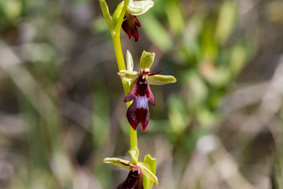 Flugblomster, Fly Orchid, Ophrys insectifera