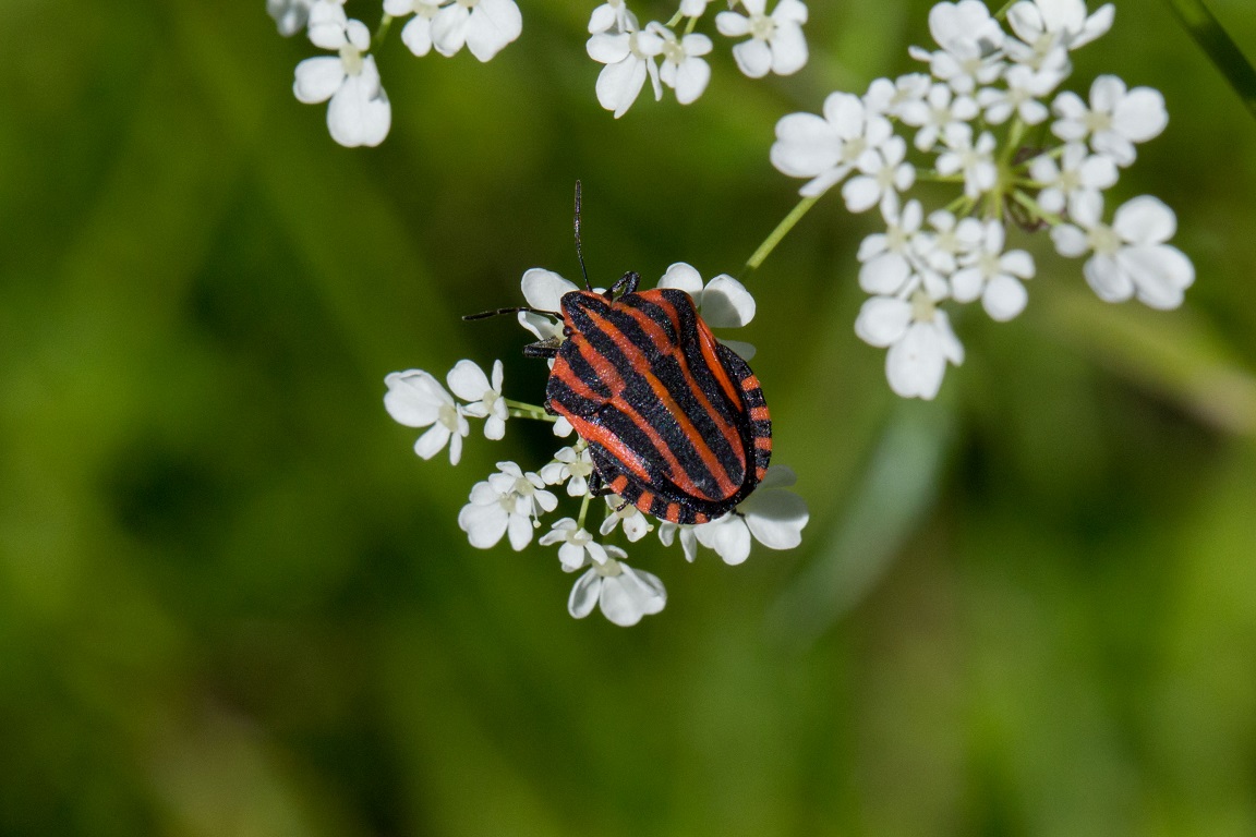 Strimlus, Minstrel Bug, Graphosoma lineatum