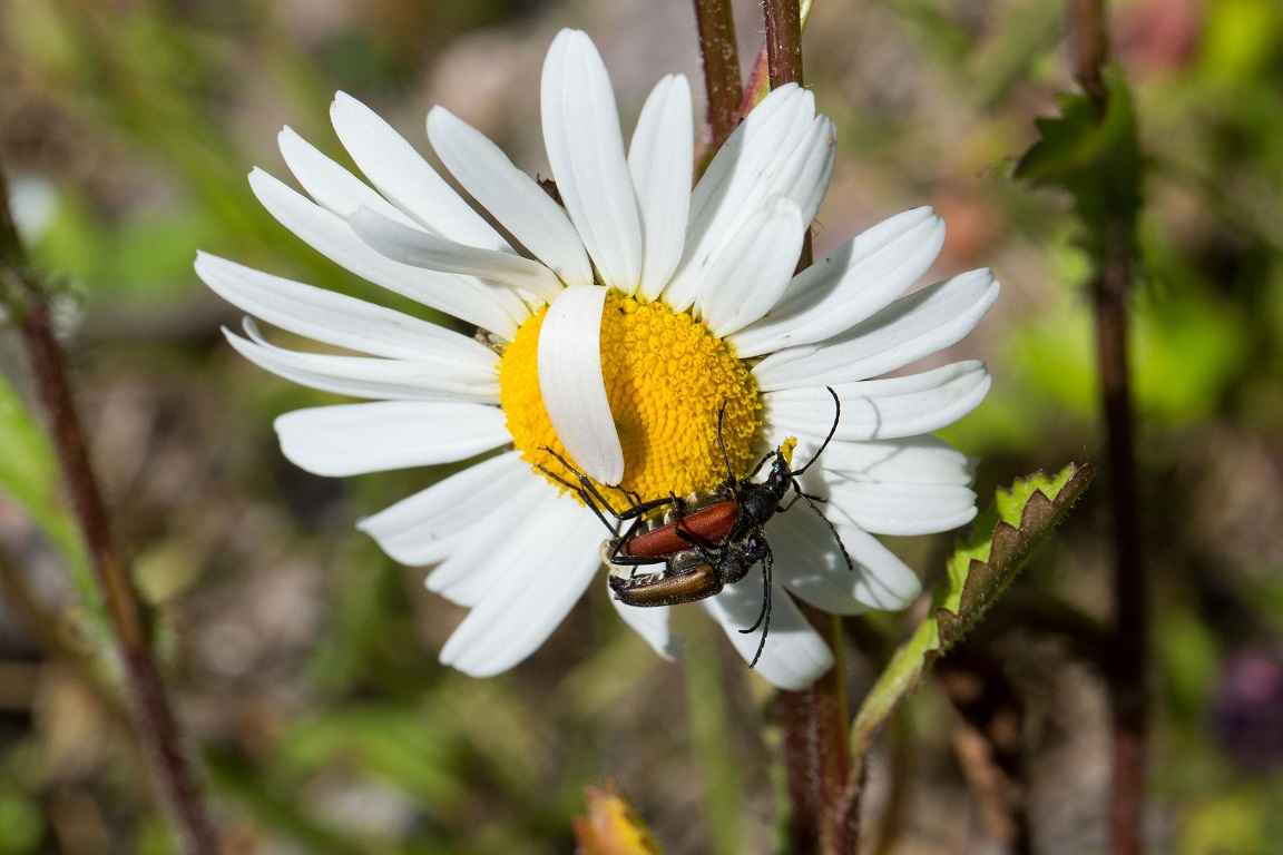 Ängsblombock, Black-striped Longhorn, Stenurella melanura