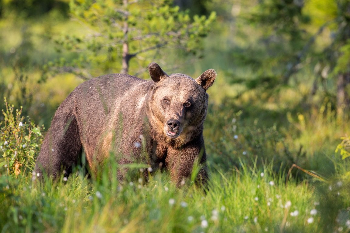 Brunbjörn, Brown bear, Ursus arctos