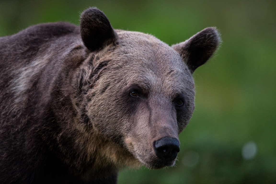 Brunbjörn, Brown bear, Ursus arctos