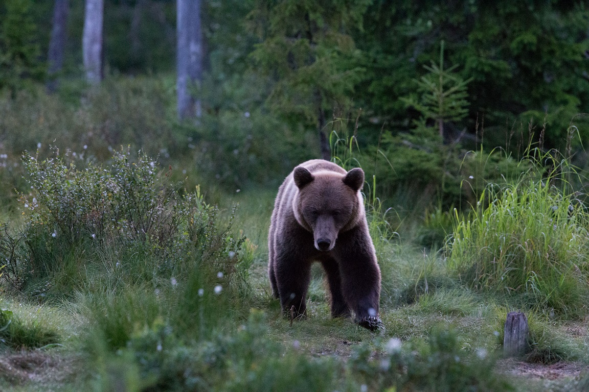 Brunbjörn, Brown bear, Ursus arctos