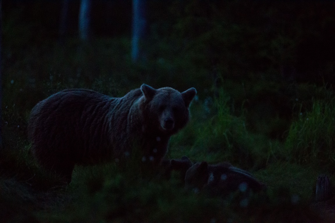 Brunbjörn, Brown bear, Ursus arctos