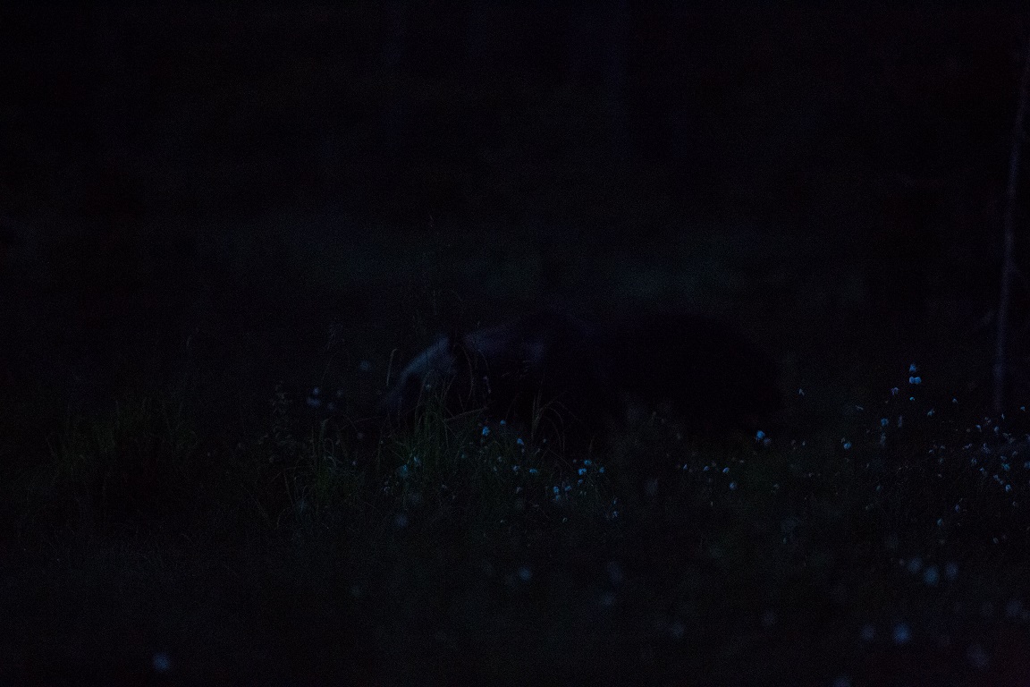 Brunbjörn, Brown bear, Ursus arctos