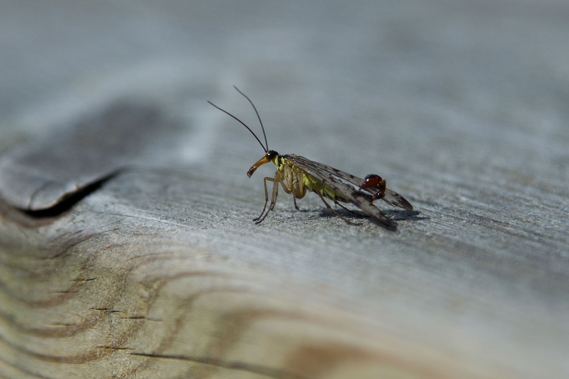 Vanlig skorpionslända, Common scorpionfly, Panorpa communis