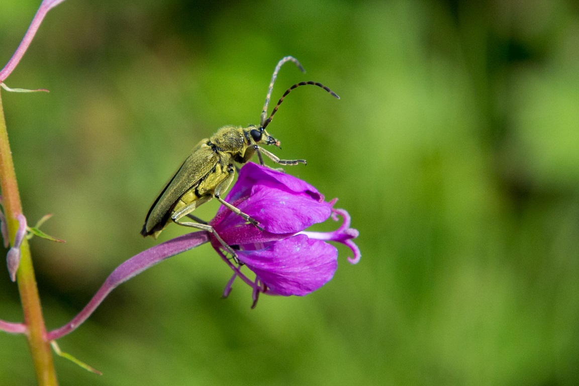 Grön blombock, Lepturobosca virens