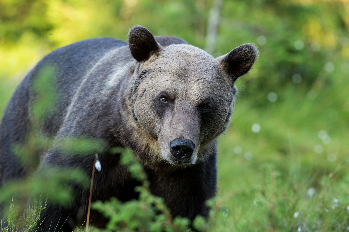 Brunbjörn, Brown bear, Ursus arctos