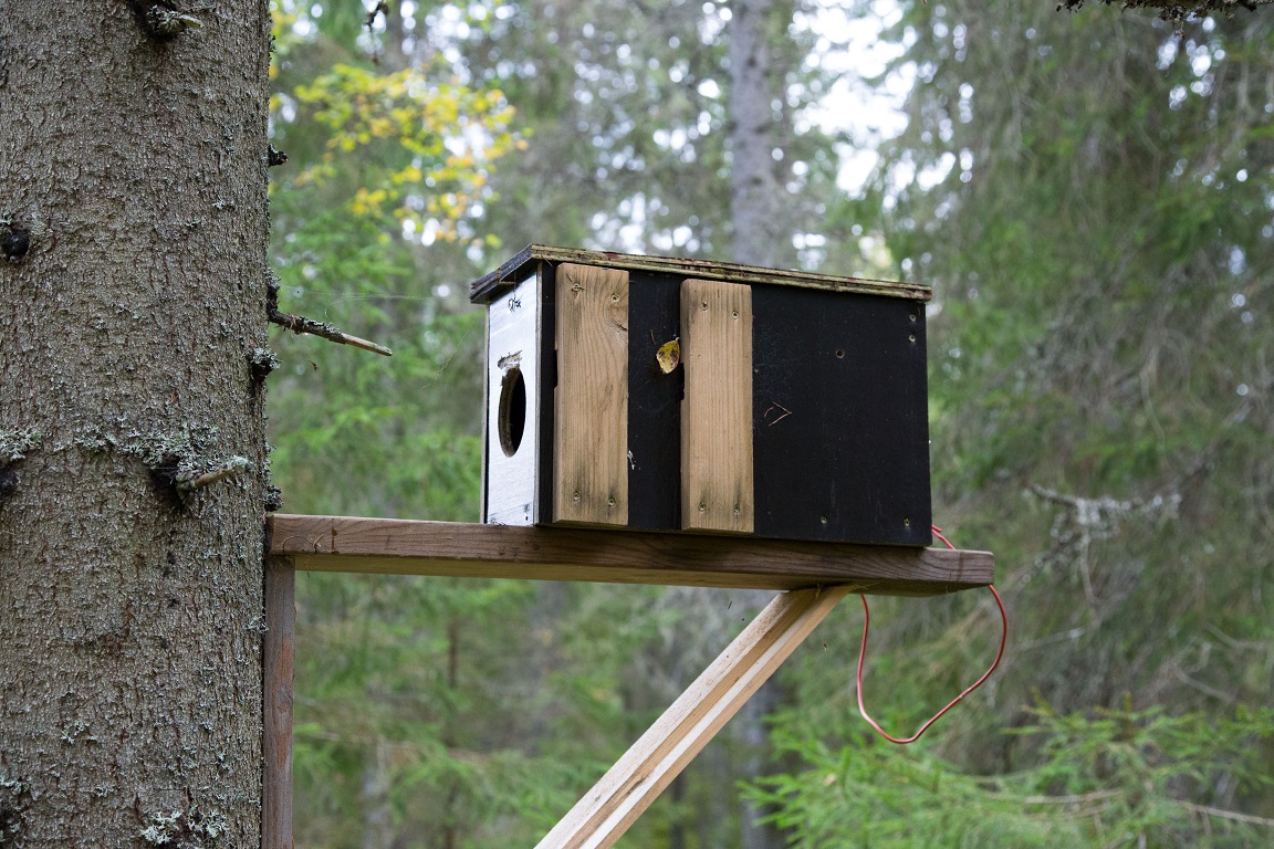 Mård konkurerar med jägarna om bytet (orre, tjäder etc.). Fällfångst skulle vara förbjudet.