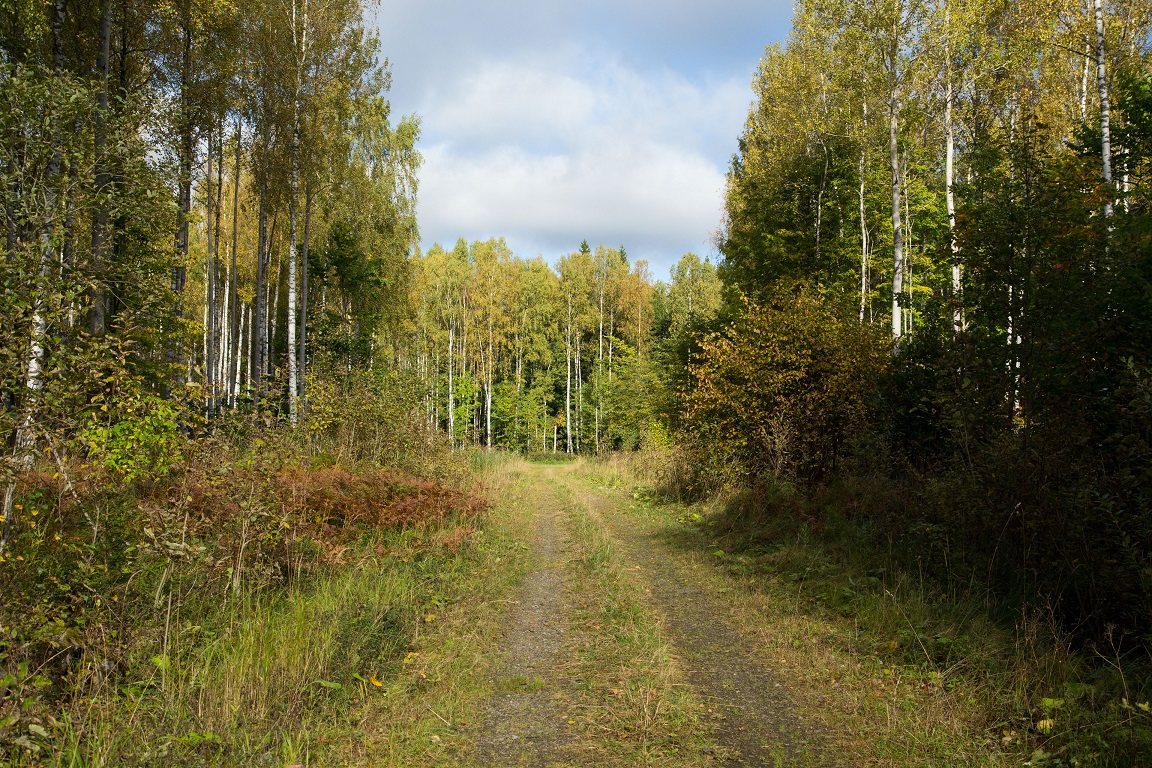 Dessa härliga skogsvägar