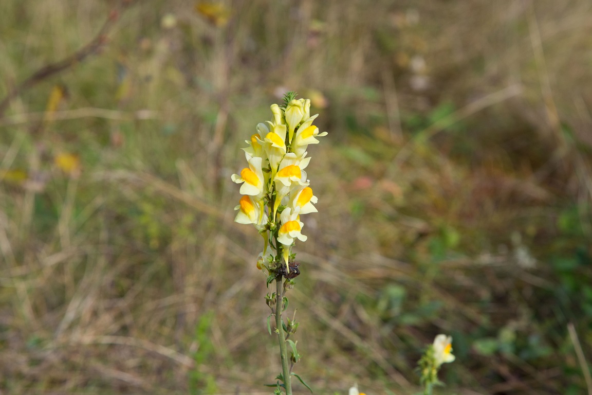 Gulsporre, Common toadflax, Linaria vulgaris