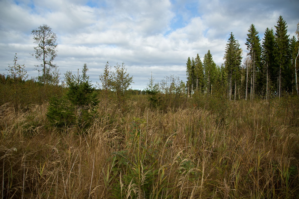 Här hade jag markerat ut en väg i gps'en. Det blev 1.5 km i denna terräng