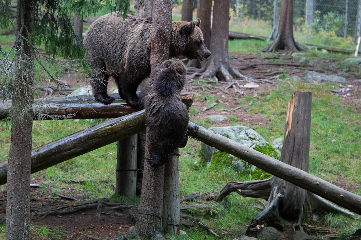 Lekdags i björnskogen