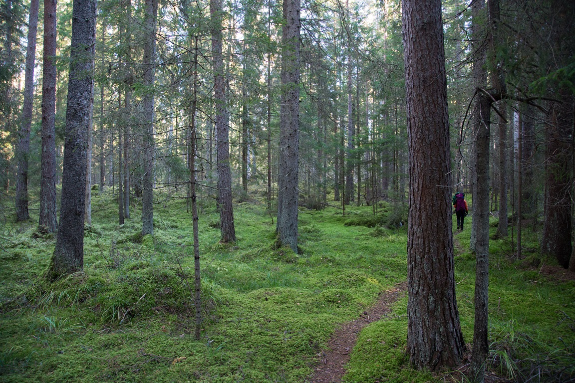 Gammelskog