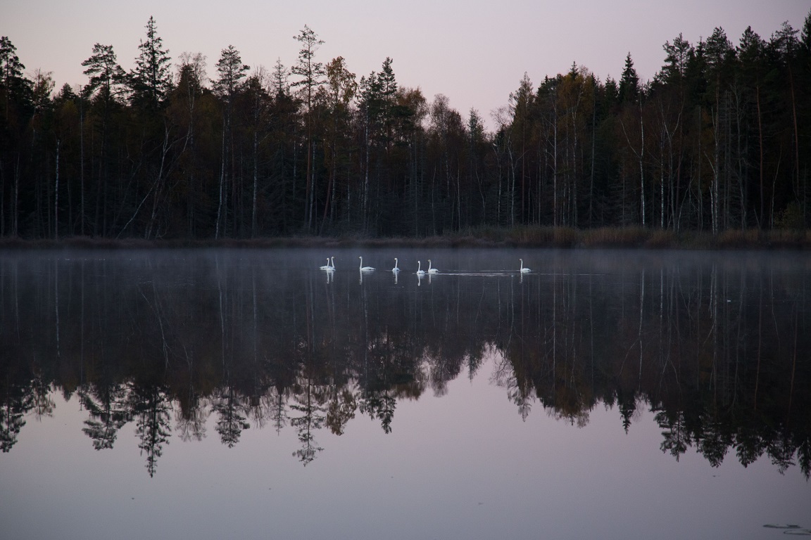 Sångsvanar i Hundsjön