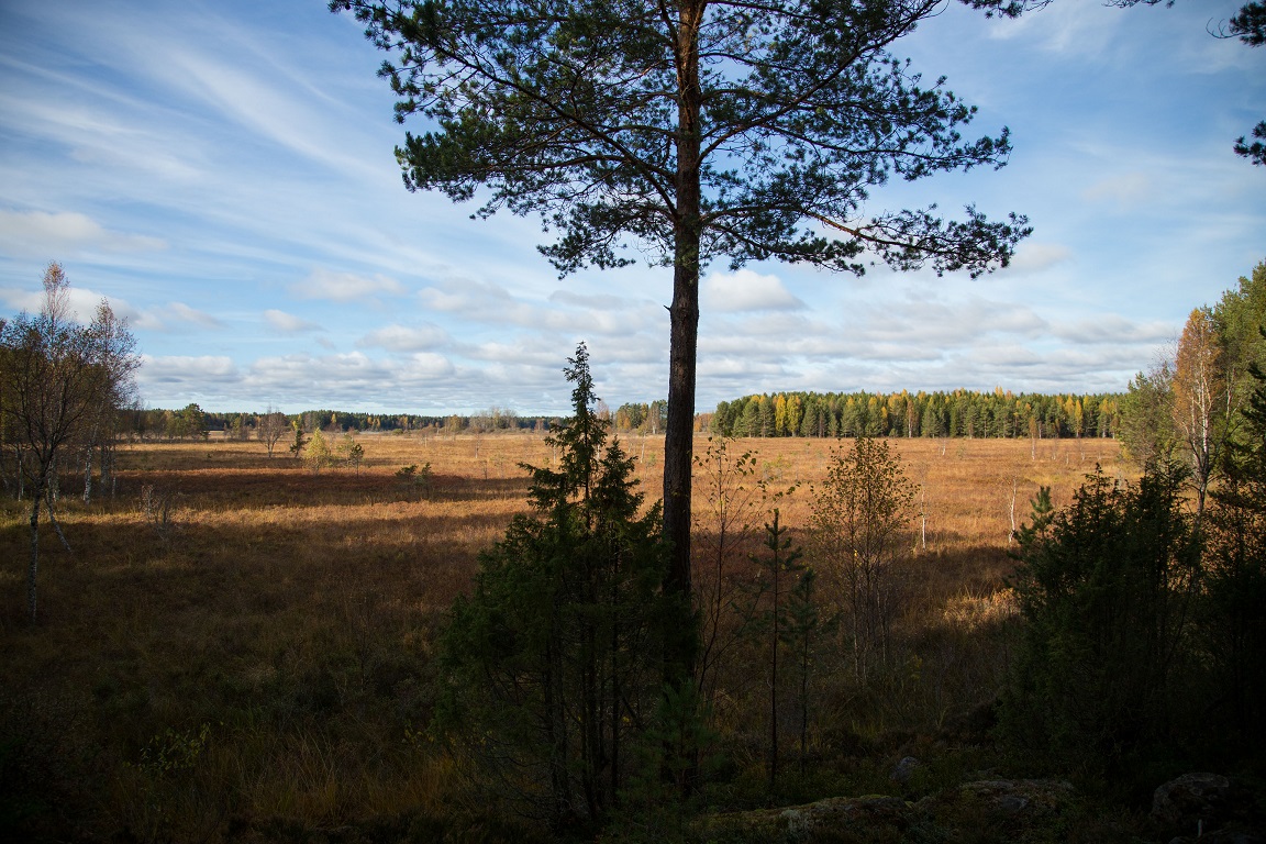 Gamla älvängar