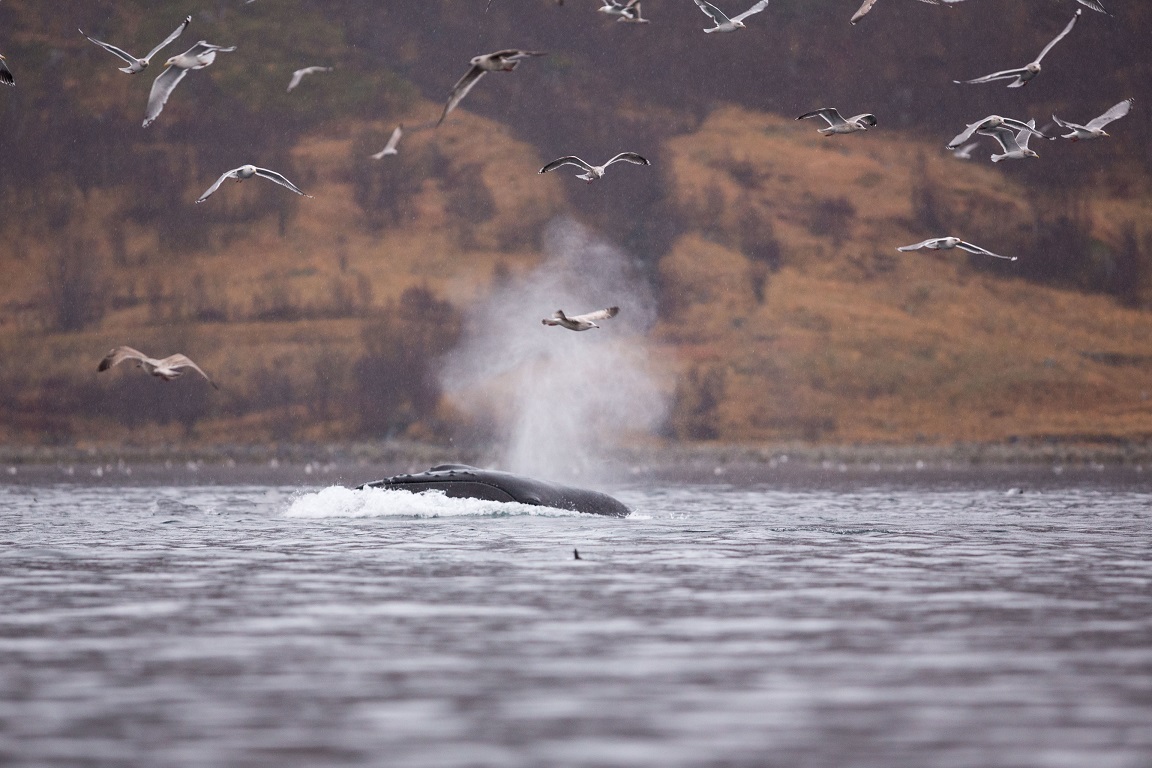 Knölval, Humpback whale, Megaptera novaeangliae