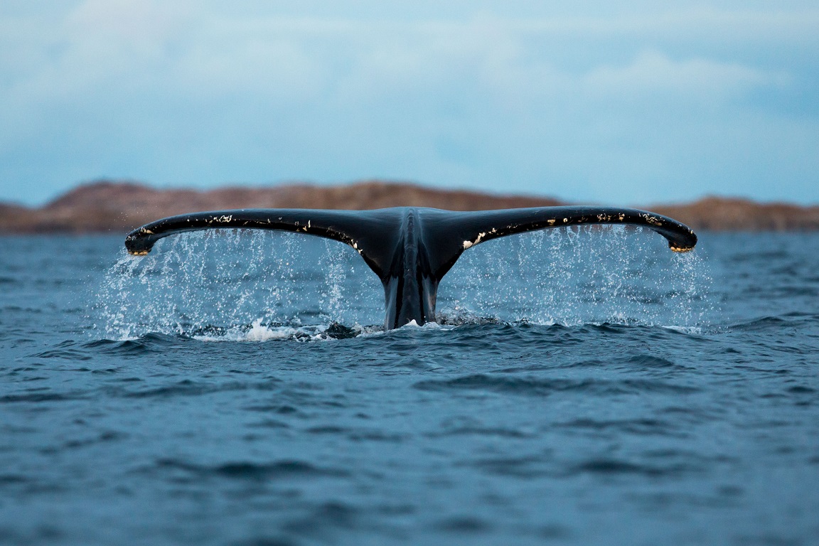 Knölval, Humpback whale, Megaptera novaeangliae