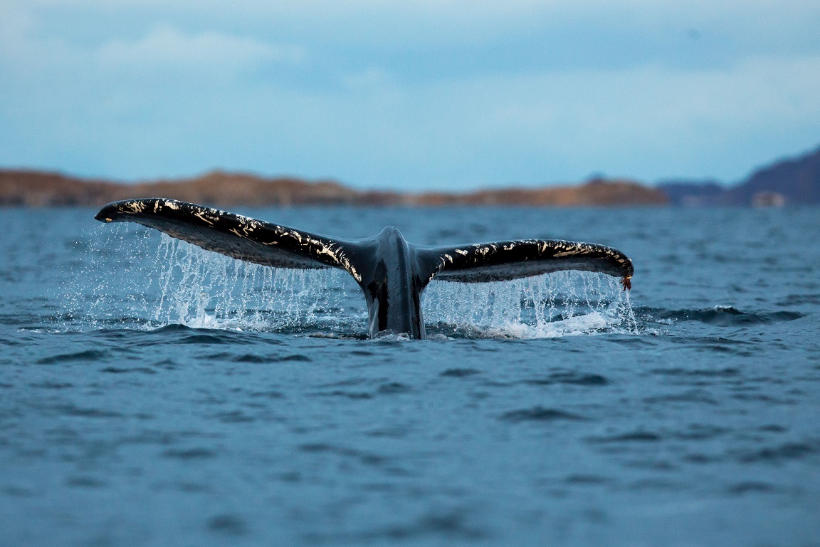 Knölval, Humpback whale, Megaptera novaeangliae