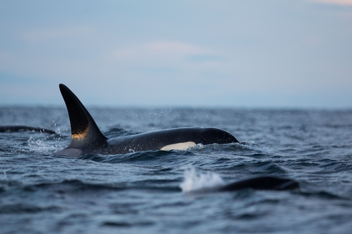 Späckhuggare, Killer whale, Orcinus orca