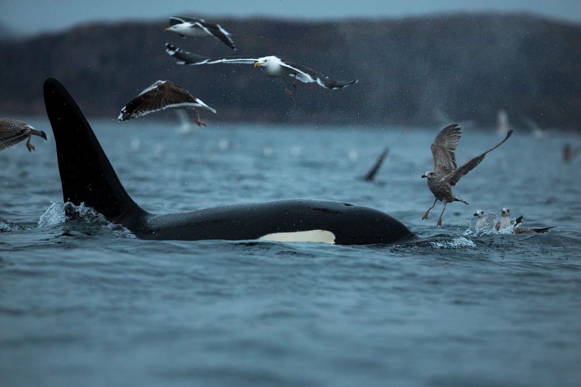 Späckhuggare, Killer whale, Orcinus orca