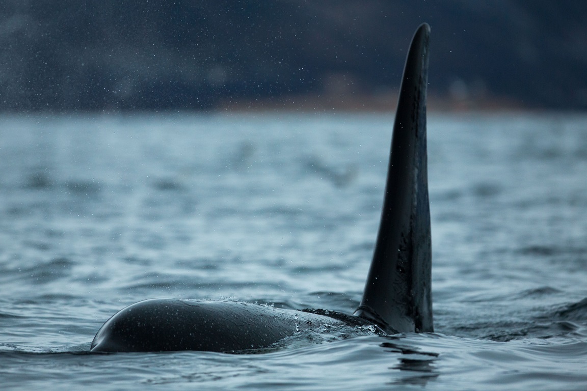 Späckhuggare, Killer whale, Orcinus orca