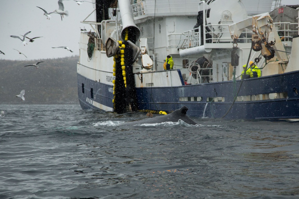 Fiskebåt plockar upp nät