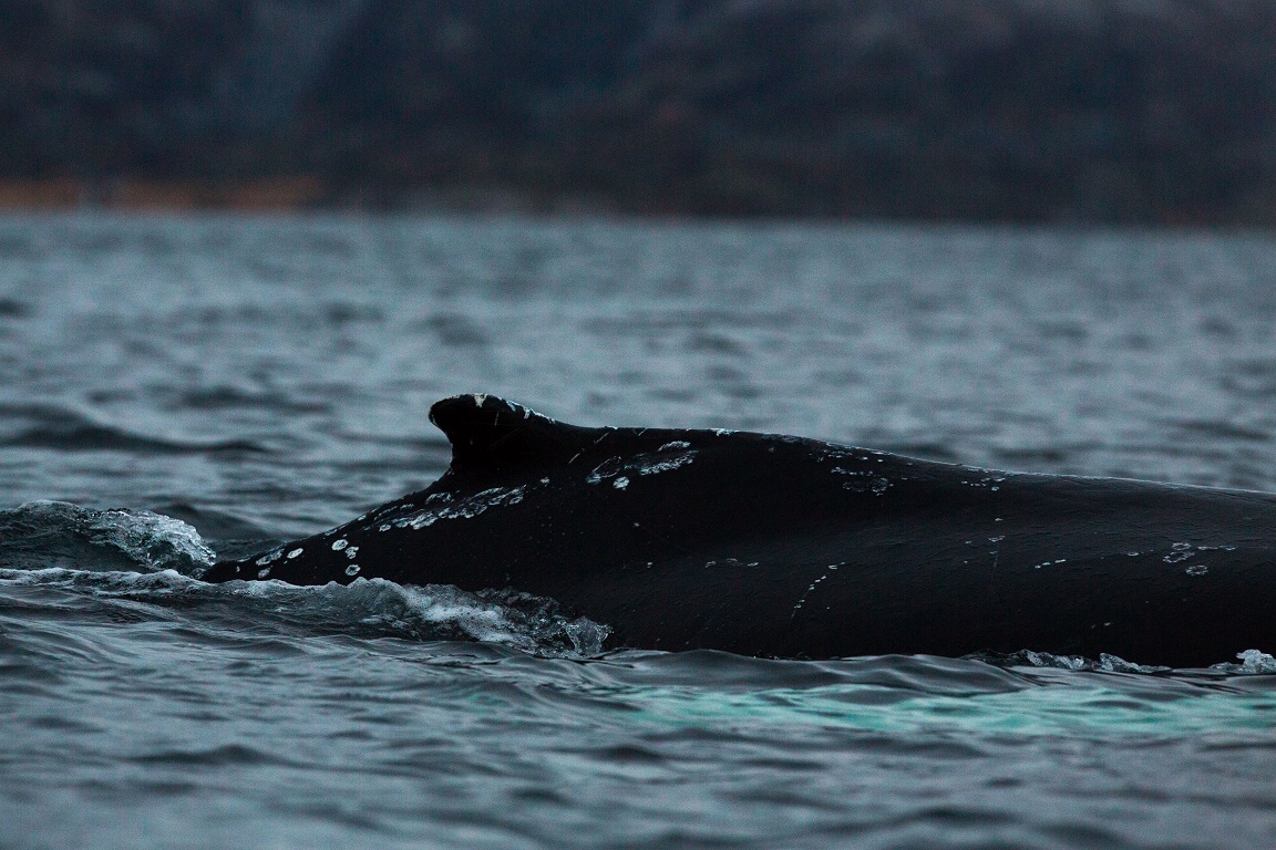 Knölval, Humpback whale, Megaptera novaeangliae