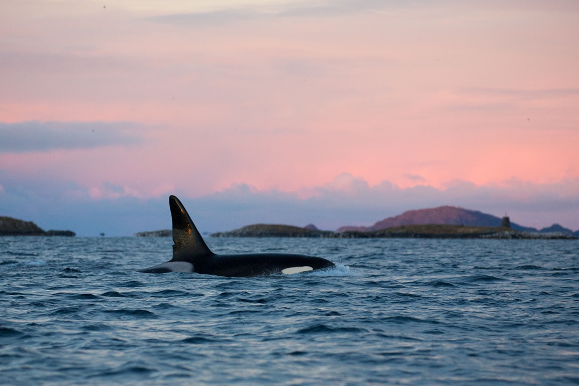 Späckhuggare, Killer whale, Orcinus orca