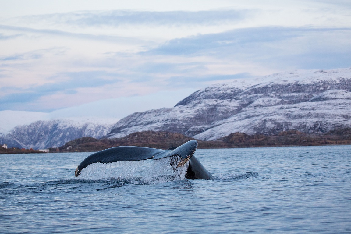 Knölval, Humpback whale, Megaptera novaeangliae