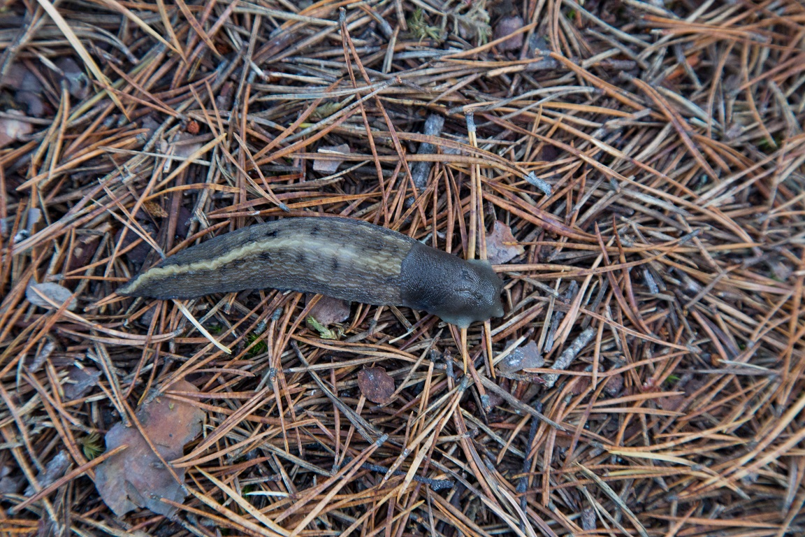 Gråsvart kölsnigel, Black keel back slug, Limax cinereoniger