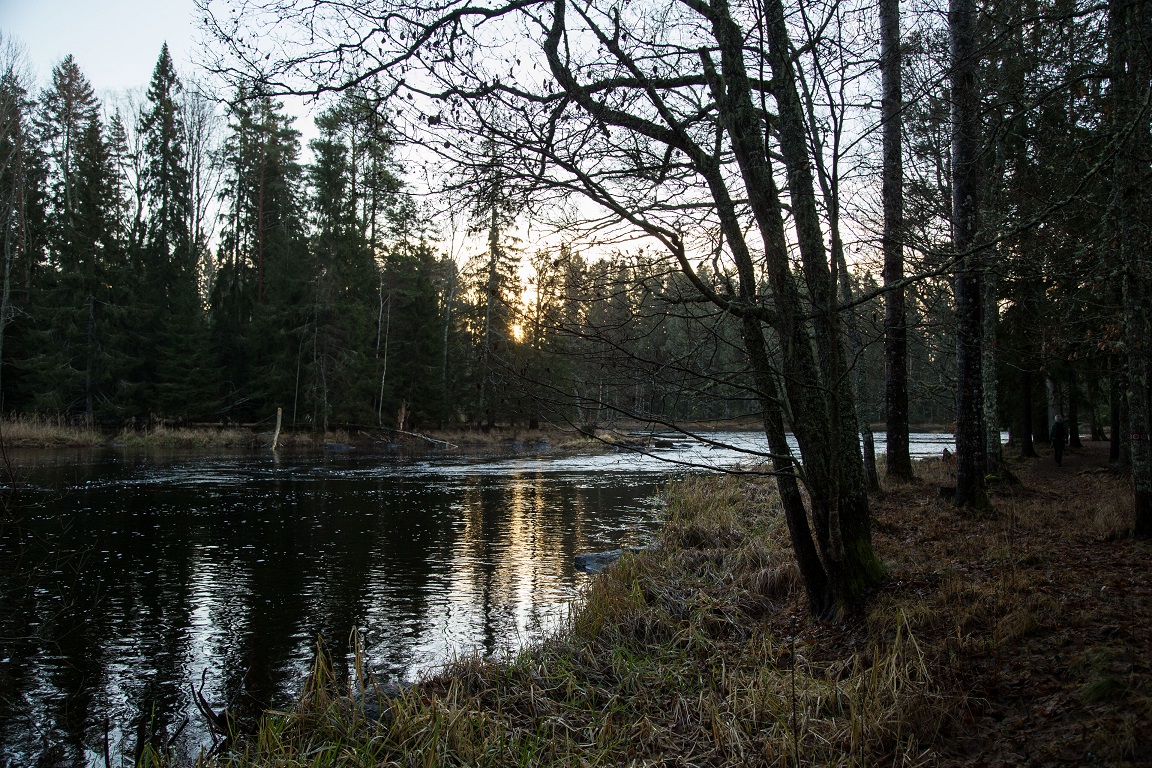 Älven i morgonljus