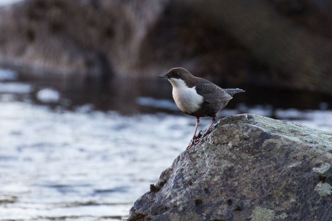 Strömstare, White-throated dipper, Cinclus cinclus