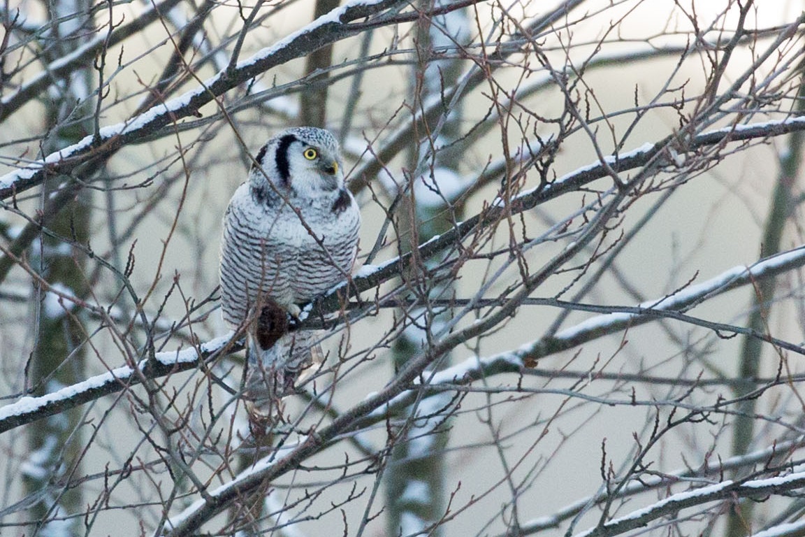 Hökuggla, Northern Hawk Owl, Surnia ulula