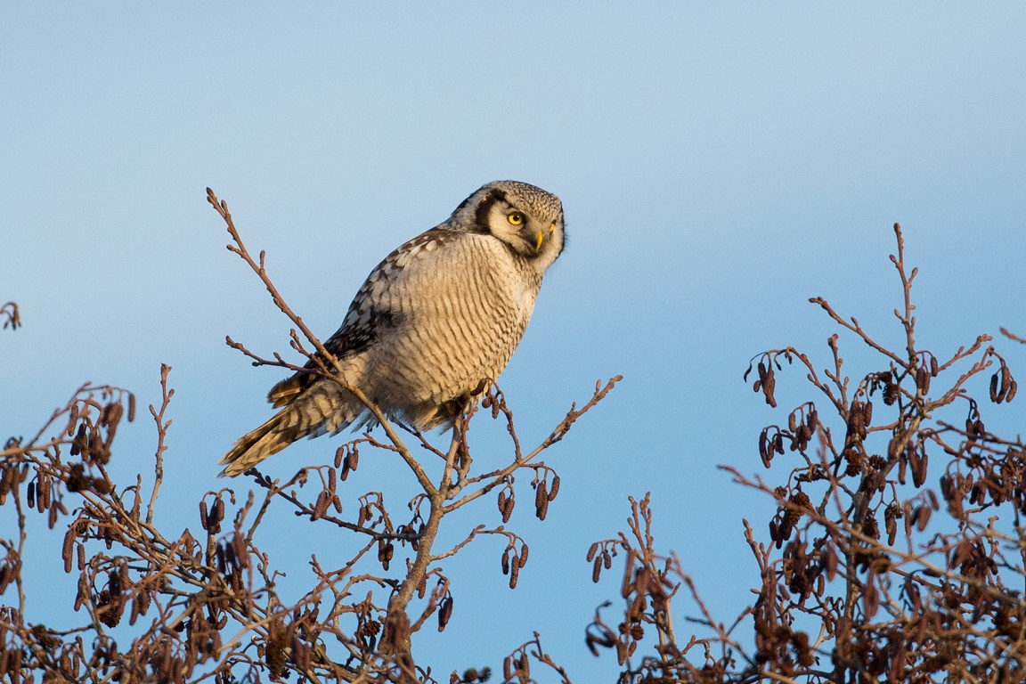 Hökuggla, Northern Hawk Owl, Surnia ulula